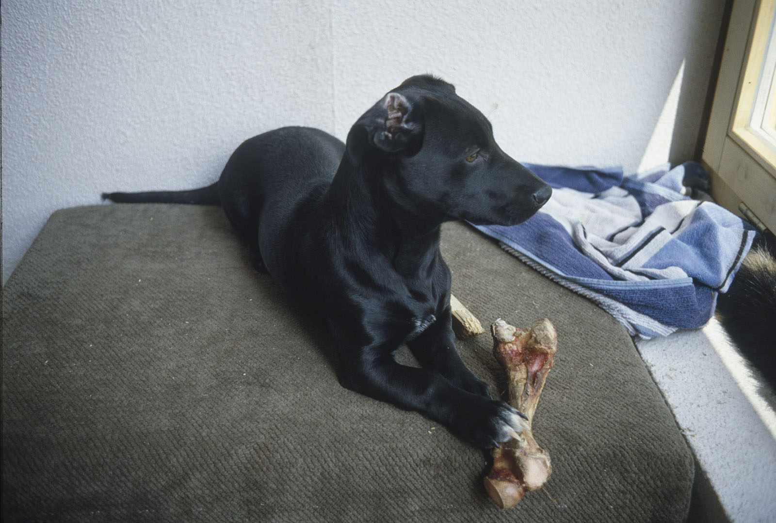 SAM, mein treuer Begleiter und Muso von 1983 bis 1990 SAM, mein treuer Begleiter und Muso von 1983 bis 1990