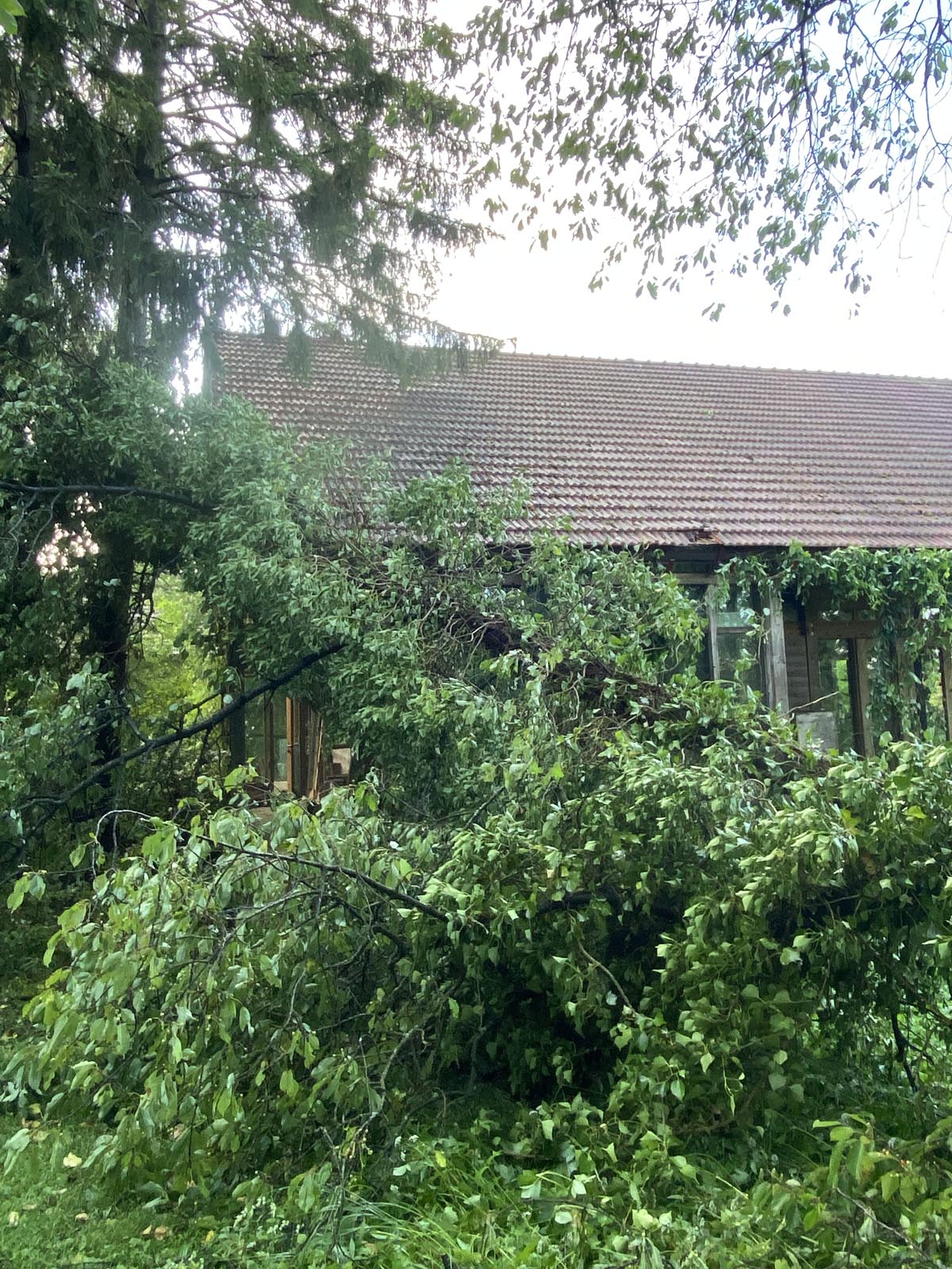 zwei Stämme eines alten Kirschbaums fallen auf das Haus