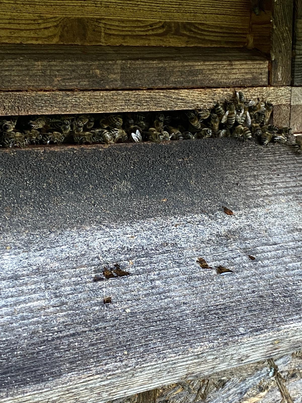 Die Bienen warten noch ab, was passiert