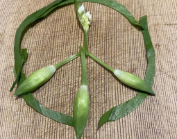 Bärlauch im Mai