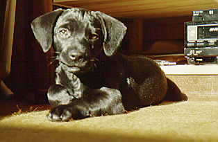 SAM, mein treuer Begleiter und Muso von 1982 bis 1990 SAM, mein treuer Begleiter und Muso von 1982 bis 1990