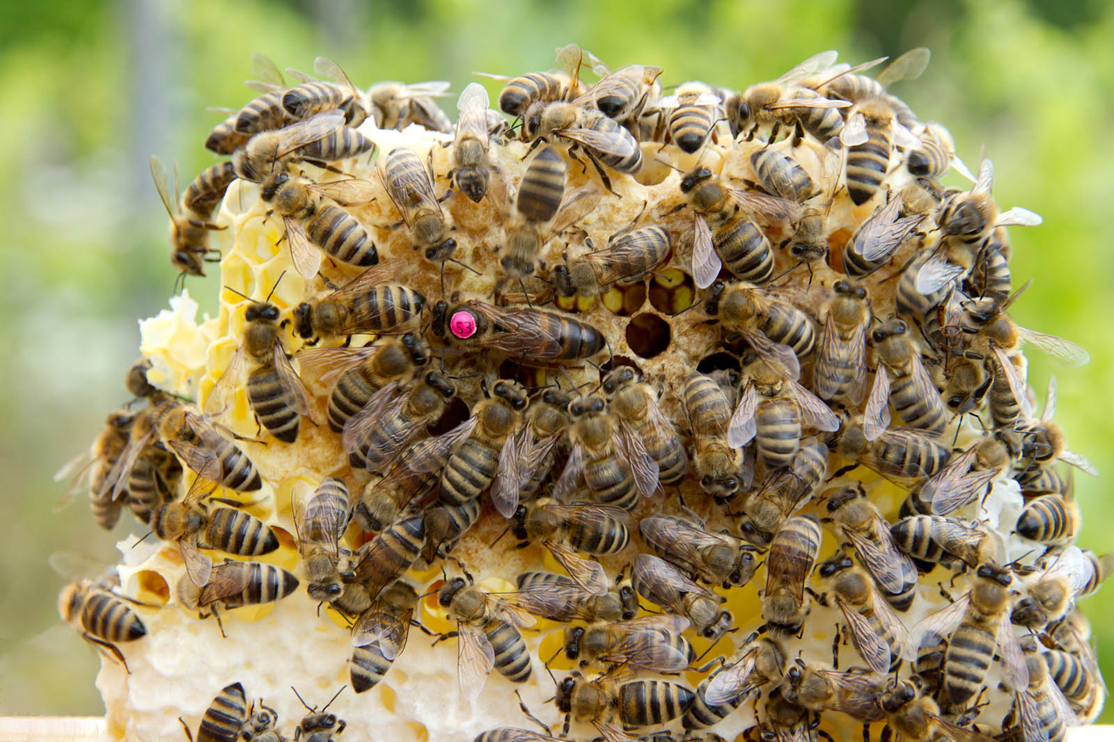 Bienenkönigin im Begattungsvölkchen, versorgt und gepflegt vom „Hofstaat“